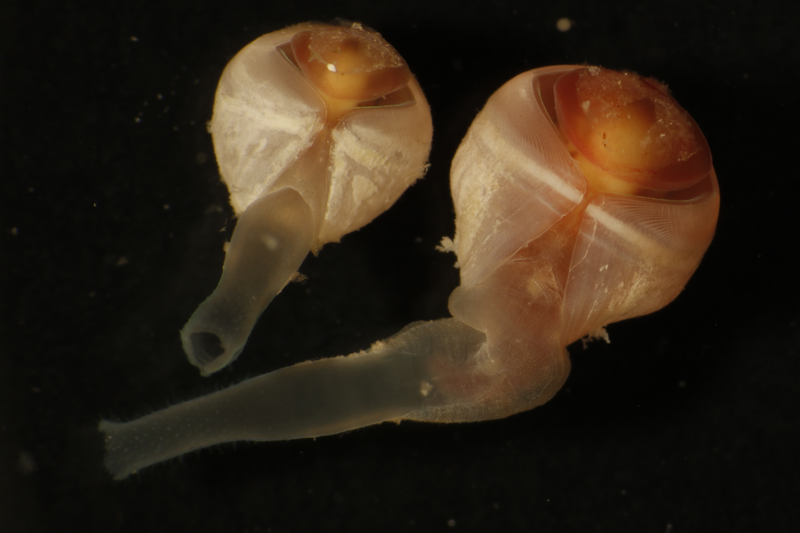 Xylophaga, un tipo de molusco bivalvo de la familia Pholadidae.
